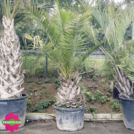 Palmier Phoenix Canarien Hauteur 225 cm Stipe 70 cm