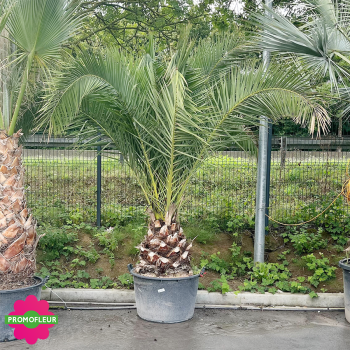 Palmier Phoenix Canarien Hauteur 220 cm Stipe 60 cm - Promofleur