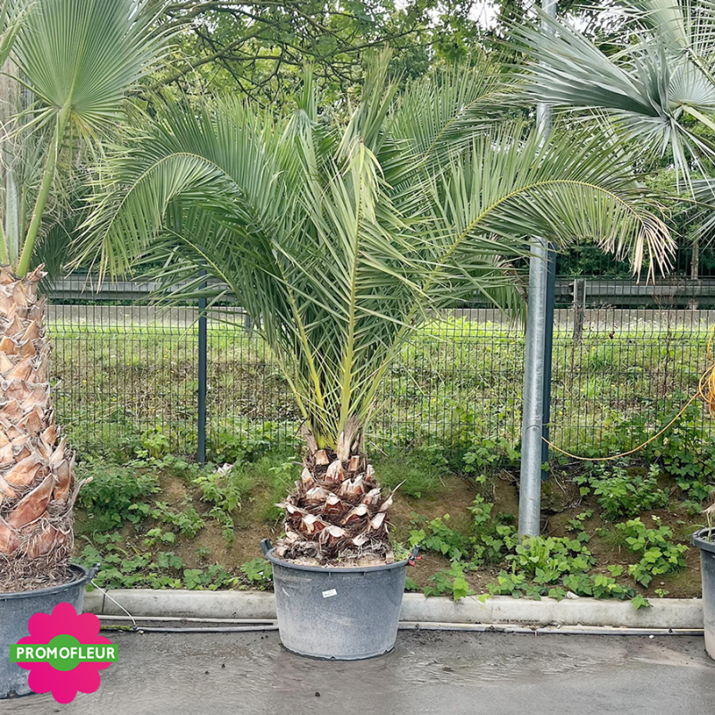 Palmier Phoenix Canarien Hauteur 220 cm Stipe 60 cm - Promofleur