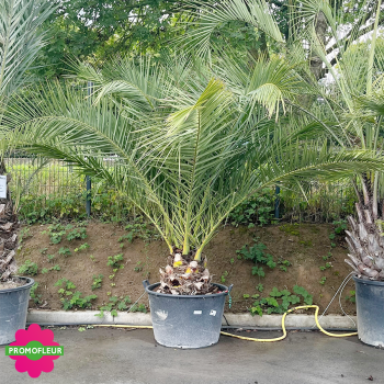 Palmier Phoenix Canarien Hauteur 200 cm Stipe 50 cm - Promofleur