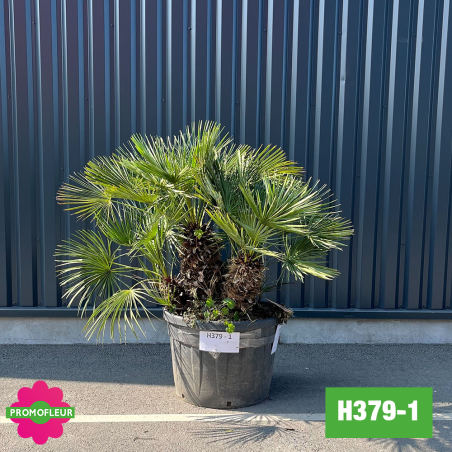 Palmier Humilis 'Cerifera' Hauteur 100 cm (H379-1) - Promofleur