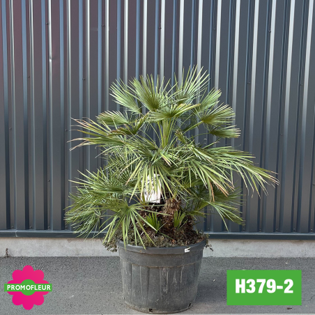 Palmier Humilis 'Cerifera' Hauteur 110 cm (H379-2)