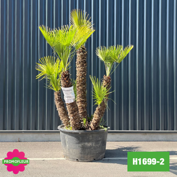 Palmier Nain Chamaerops Humilis Multi-troncs - Hauteur 200 cm (H1699-2) - Promofleur