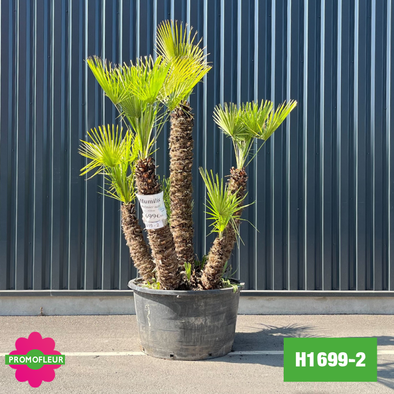 Palmier Nain Chamaerops Humilis Multi-troncs - Hauteur 200 cm (H1699-2) - Promofleur