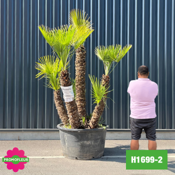 Palmier Nain Chamaerops Humilis Multi-troncs - Hauteur 200 cm (H1699-2) - Promofleur 2