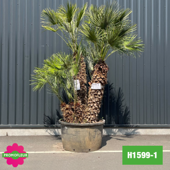 Palmier Nain Chamaerops Humilis Multi-troncs - Hauteur 230 cm (H1599-1) - Promofleur