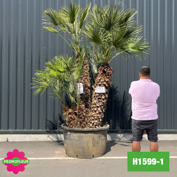 Palmier Nain Chamaerops Humilis Multi-troncs - Hauteur 230 cm (H1599-1) - Promofleur 2