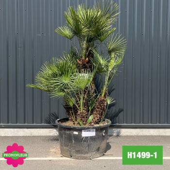 Palmier Nain Chamaerops Humilis Multi-troncs - Hauteur 200 cm (H1499-1) - Promofleur