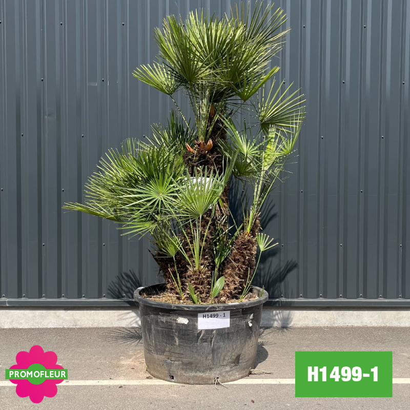 Palmier Nain Chamaerops Humilis Multi-troncs - Hauteur 200 cm (H1499-1) - Promofleur