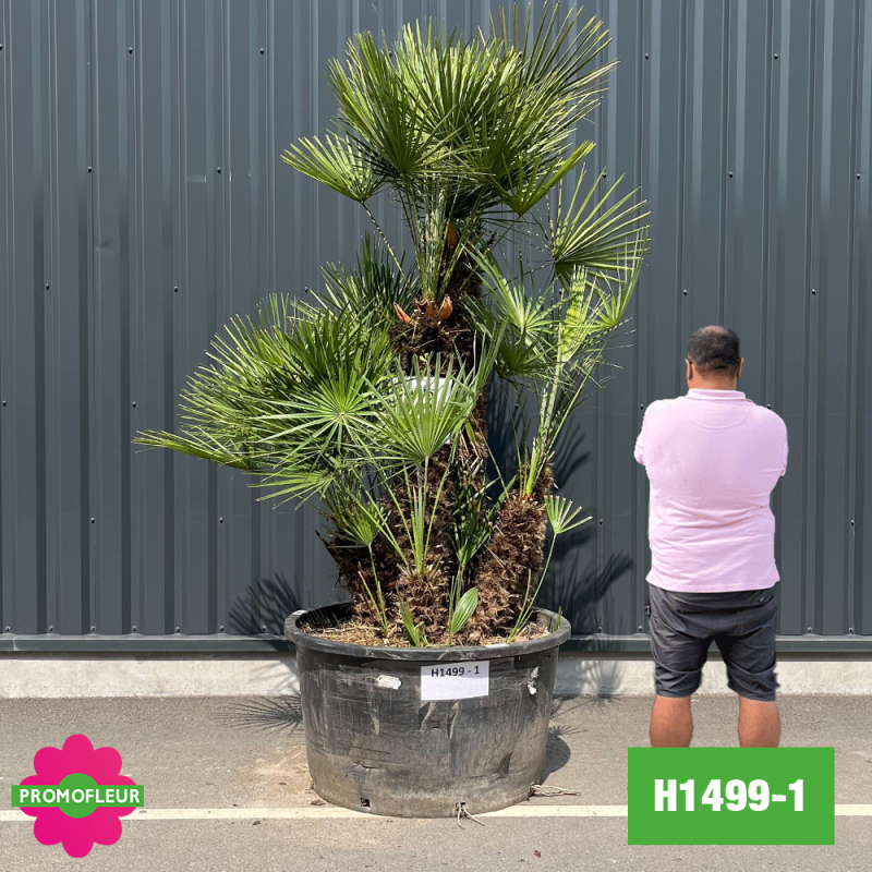 Palmier Nain Chamaerops Humilis Multi-troncs - Hauteur 200 cm (H1499-1) - Promofleur (comparatif taille)