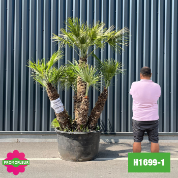 Palmier Nain Chamaerops Humilis Multi-troncs - Hauteur 210 cm (H1699-1) - Promofleur 2