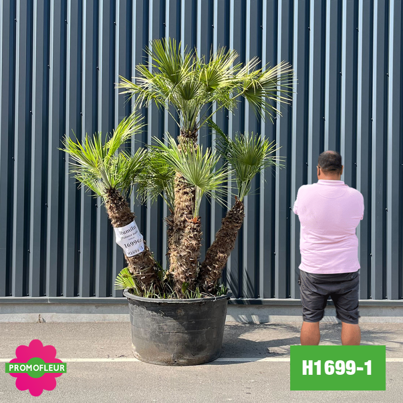 Palmier Nain Chamaerops Humilis Multi-troncs - Hauteur 210 cm (H1699-1) - Promofleur (comparatif taille)