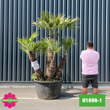 Palmier Nain Chamaerops Humilis Multi-troncs - Hauteur 210 cm (H1699-1) - Promofleur (comparatif taille)