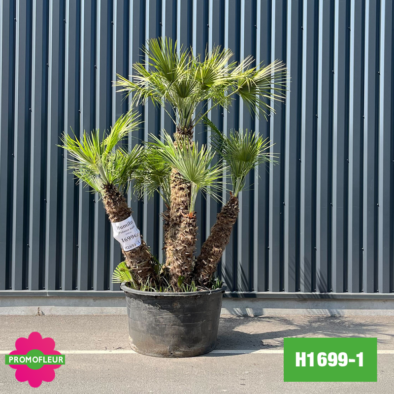 Palmier Nain Chamaerops Humilis Multi-troncs - Hauteur 210 cm (H1699-1) - Promofleur
