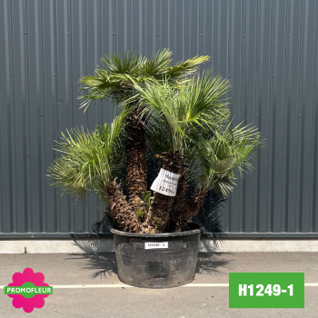 Palmier Nain Chamaerops Humilis Multi-troncs - Hauteur 170 cm (H1249-1) - Promofleur
