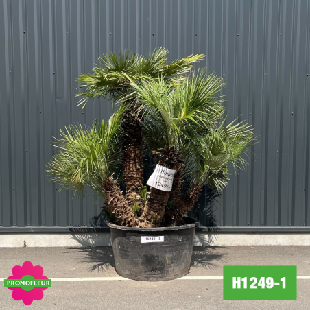 Palmier Nain Chamaerops Humilis Multi-troncs - Hauteur 170 cm (H1249-1) - Promofleur