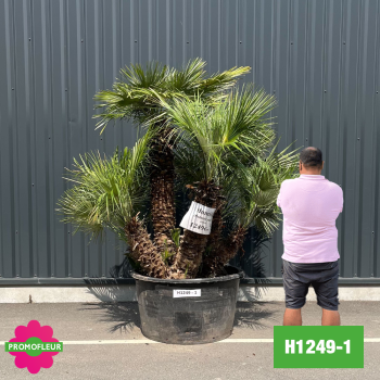 Palmier Nain Chamaerops Humilis Multi-troncs - Hauteur 170 cm (H1249-1) - Promofleur 2