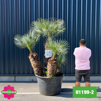 Palmier Nain Chamaerops Humilis 'Cerifera' Multi-troncs - Hauteur 160 cm (H1199-2) - Promofleur