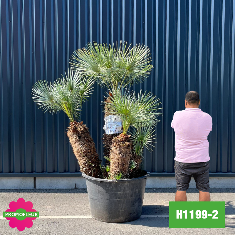 Palmier Nain Chamaerops Humilis 'Cerifera' Multi-troncs - Hauteur 160 cm (H1199-2) - Promofleur