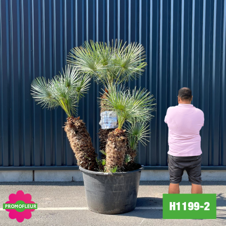 Palmier Nain Chamaerops Humilis 'Cerifera' Multi-troncs - Hauteur 160 cm (H1199-2) - Promofleur