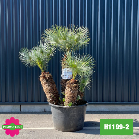 Palmier Nain Chamaerops Humilis 'Cerifera' Multi-troncs - Hauteur 160 cm (H1199-2) - Promofleur