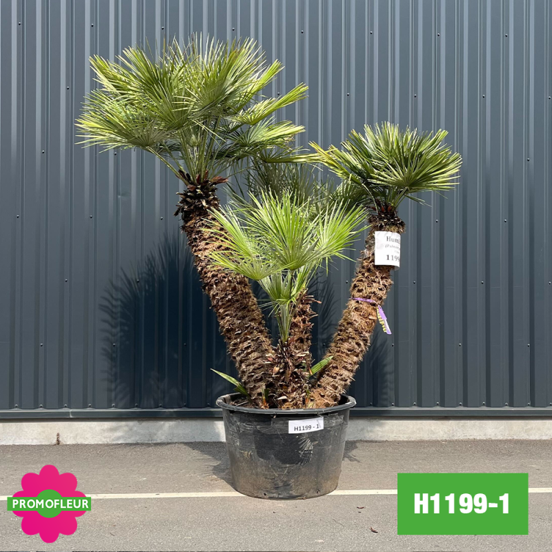 Palmier Nain Chamaerops Humilis Multi-troncs - Hauteur 220 cm (H1199-1) - Promofleur