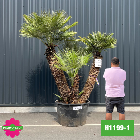 Palmier Nain Chamaerops Humilis Multi-troncs - Hauteur 220 cm (H1199-1) - Promofleur (comparatif taille)