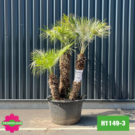 Palmier Nain Chamaerops Humilis Multi-troncs - Hauteur 170 cm (H1149-3) - Promofleur