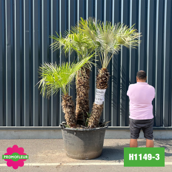 Palmier Nain Chamaerops Humilis Multi-troncs - Hauteur 170 cm (H1149-3) - Promofleur 2