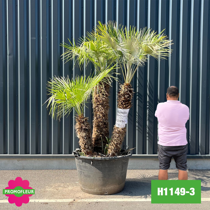 Palmier Nain Chamaerops Humilis Multi-troncs - Hauteur 170 cm (H1149-3) - Promofleur (comparatif taille)