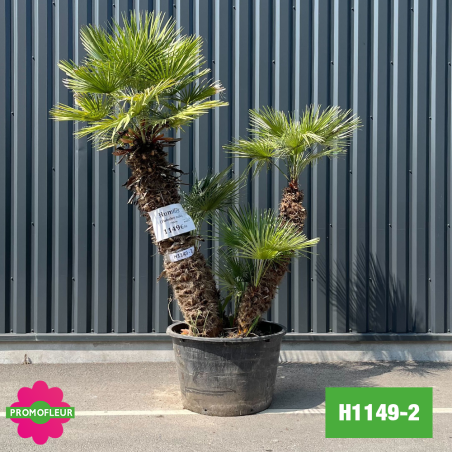 Palmier Nain Chamaerops Humilis Multi-troncs - Hauteur 200 cm (H1149-2) - Promofleur