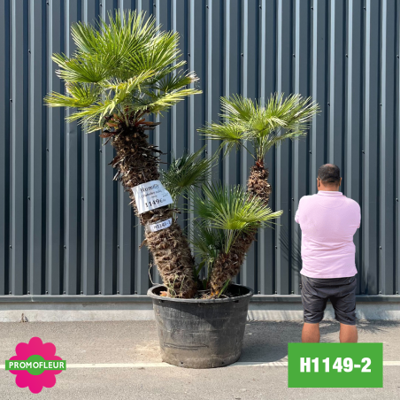 Palmier Nain Chamaerops Humilis Multi-troncs - Hauteur 200 cm (H1149-2) - Promofleur (comparatif taille)