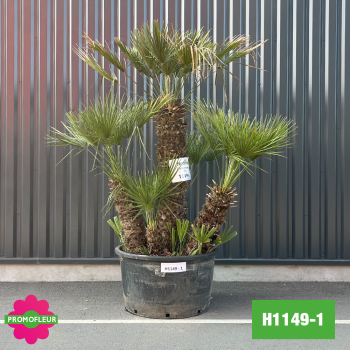 Palmier Nain Chamaerops Humilis Multi-troncs - Hauteur 200 cm (H1149-1) - Promofleur