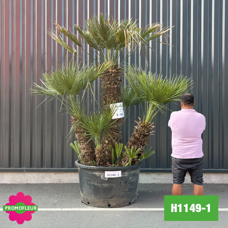 Palmier Nain Chamaerops Humilis Multi-troncs - Hauteur 200 cm (H1149-1) - Promofleur (comparatif taille)
