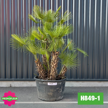 Palmier Nain Chamaerops Humilis Multi-troncs - Hauteur 200 cm (H849-1) - Promofleur