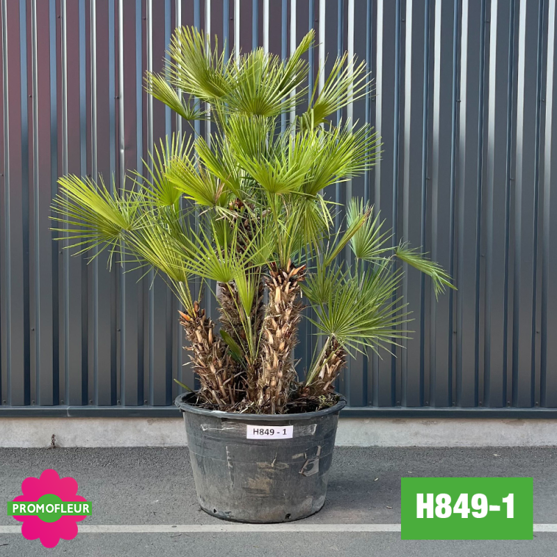 Palmier Nain Chamaerops Humilis Multi-troncs - Hauteur 200 cm (H849-1) - Promofleur