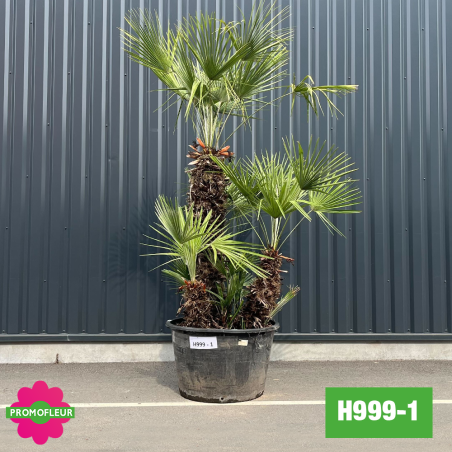 Palmier Nain Chamaerops Humilis Multi-troncs - Hauteur 230 cm (H999-1) - Promofleur