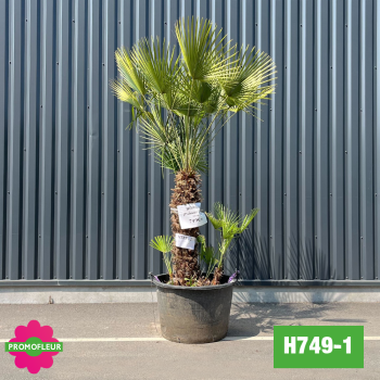 Palmier Nain Chamaerops Humilis Multi-troncs - Hauteur 170 cm (H749-1) - Promofleur (comparatif taille) 2