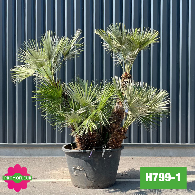 Palmier Nain Chamaerops Humilis Multi-troncs - Hauteur 160 cm (H799-1) - Promofleur