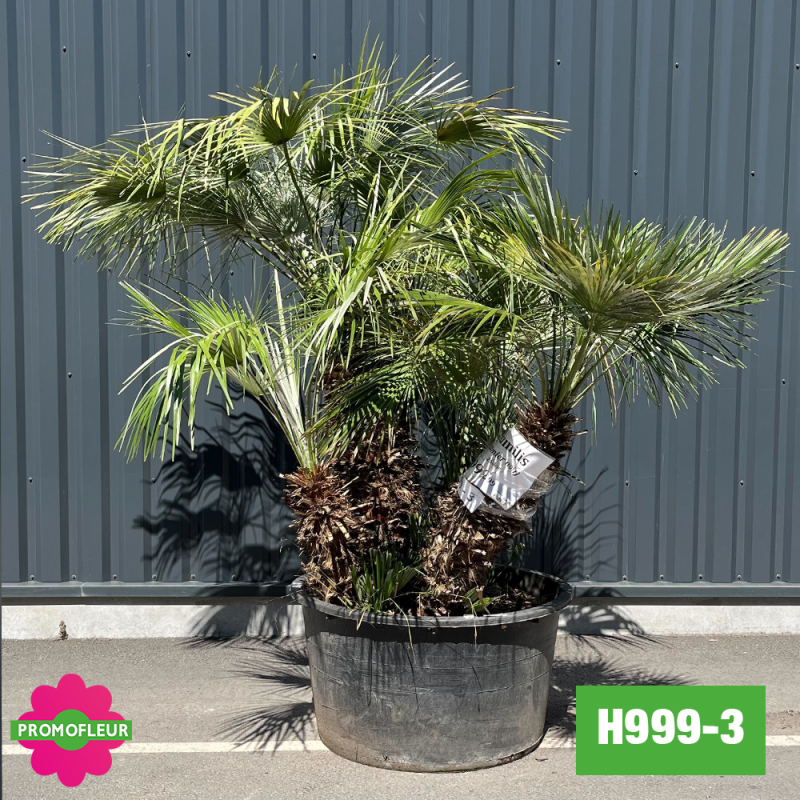 Palmier Nain Chamaerops Humilis Multi-troncs - Hauteur 170 cm (H999-3) - Promofleur