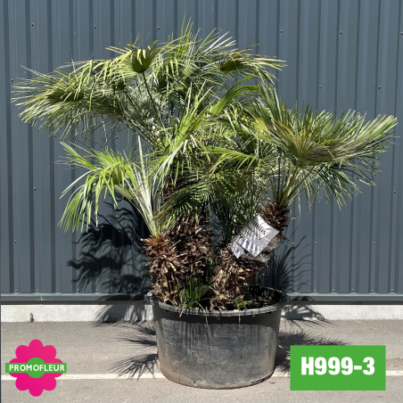 Palmier Nain Chamaerops Humilis Multi-troncs - Hauteur 170 cm (H999-3) - Promofleur