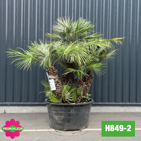 Palmier Nain Chamaerops Humilis Multi-troncs - Hauteur 170 cm (H849-2) - Promofleur