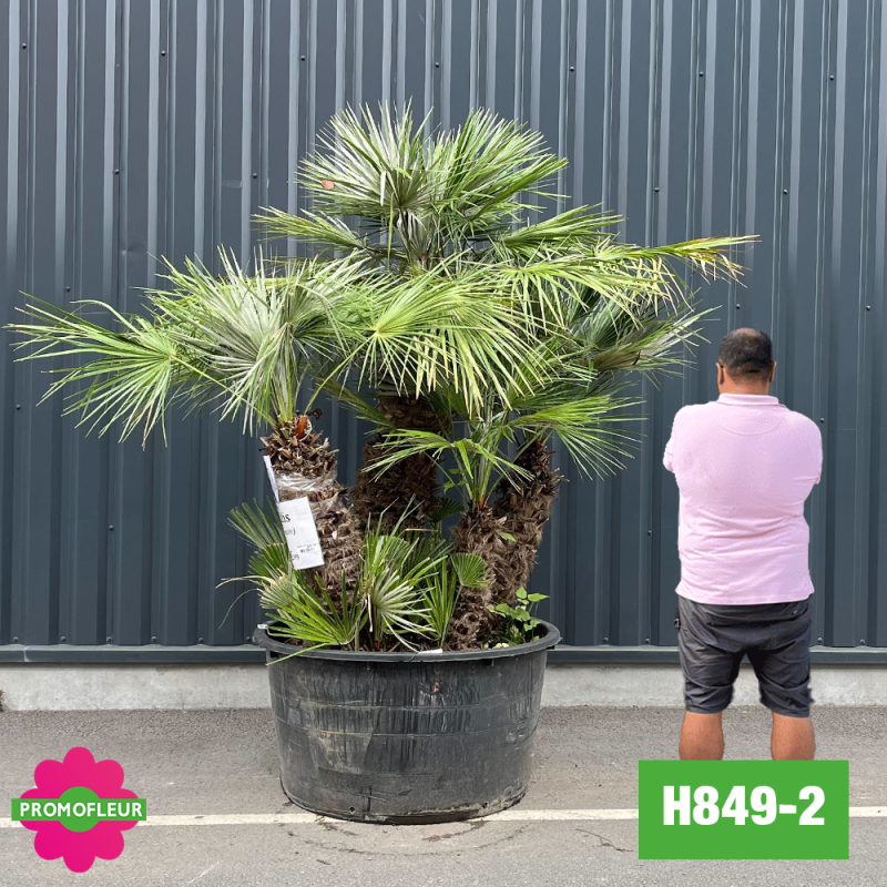 Palmier Nain Chamaerops Humilis Multi-troncs - Hauteur 170 cm (H849-2) - Promofleur (comparatif taille)