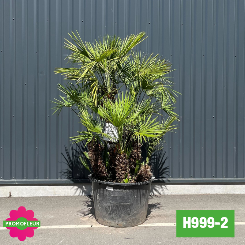 Palmier Nain Chamaerops Humilis Multi-troncs - Hauteur 160 cm (H999-2) - Promofleur