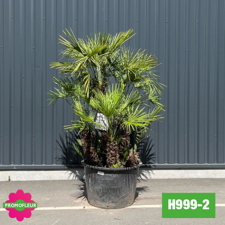 Palmier Nain Chamaerops Humilis Multi-troncs - Hauteur 160 cm (H999-2) - Promofleur