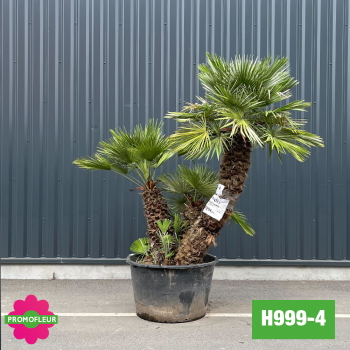Palmier Nain Chamaerops Humilis Multi-troncs - Hauteur 170 cm (H999-4) - Promofleur