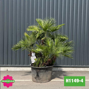 Palmier Nain Chamaerops Humilis Multi-troncs - Hauteur 150 cm (H1149-4) - Promofleur (comparatif taille) 2