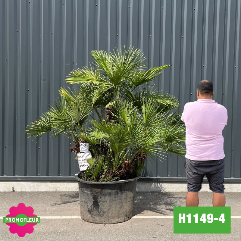 Palmier Nain Chamaerops Humilis Multi-troncs - Hauteur 150 cm (H1149-4) - Promofleur (comparatif taille)