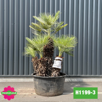 Palmier Nain Chamaerops Humilis Multi-troncs - Hauteur 200 cm (H1199-3) - Promofleur (comparatif taille) 2