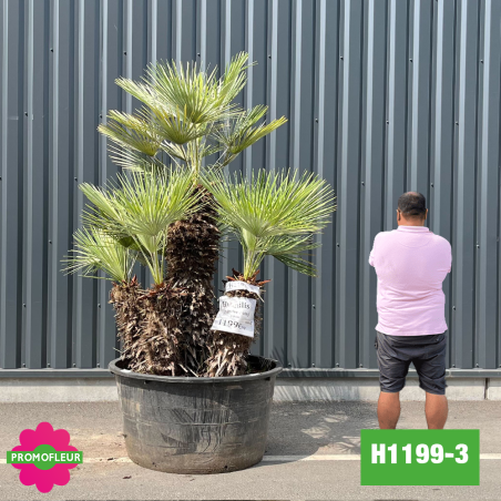 Palmier Nain Chamaerops Humilis Multi-troncs - Hauteur 200 cm (H1199-3) - Promofleur (comparatif taille)